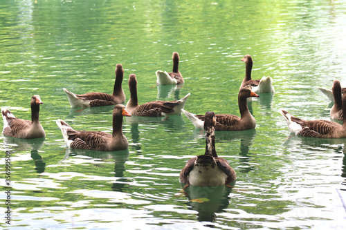 La famille canard au bord du lac photo