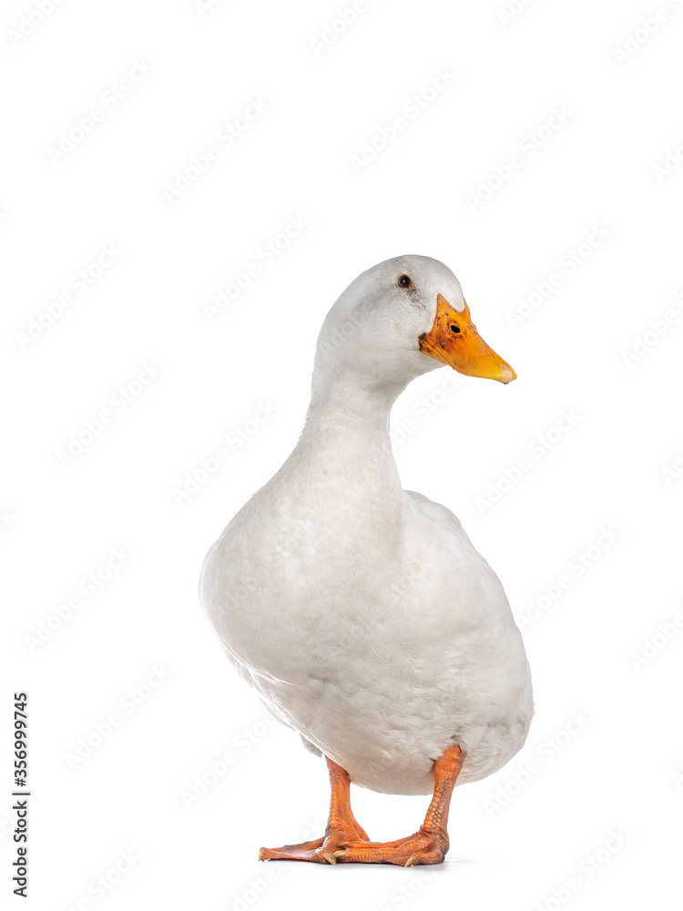 Healthy white adult Peking duck, standing facing front. Looking towards camera, isolated on white background. Healthy white adult Peking duck, standing facing front. Looking towards camera, isolated on white background.