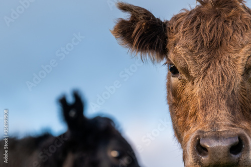 cows grazing on pasture. photo