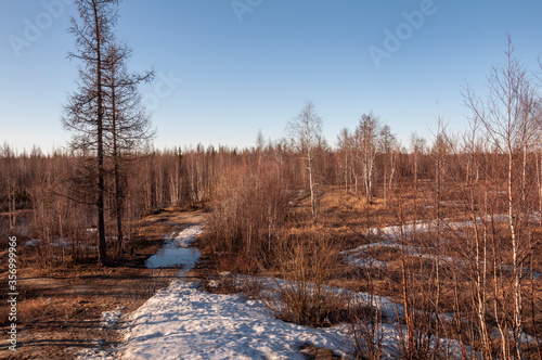 Birch trees without leaves in early spring. Snow on the ground. March