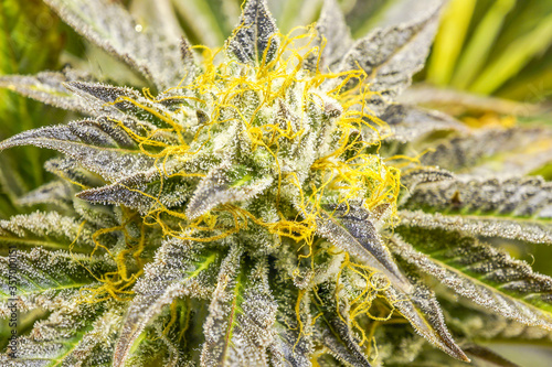 Close up cannabis plant