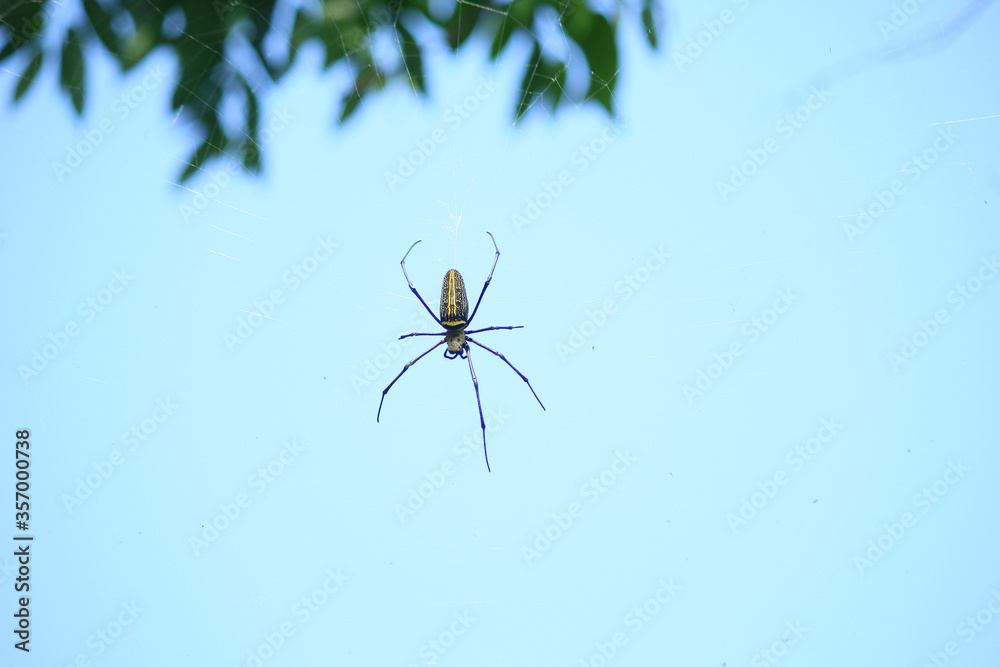 Naklejka premium Macro close up detail of Nephilinae spider web, colorful vivid of white yellow orange red grey and black color with nature background. Spider sitting on web
