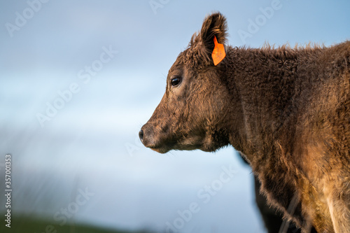 cows grazing on pasture. photo