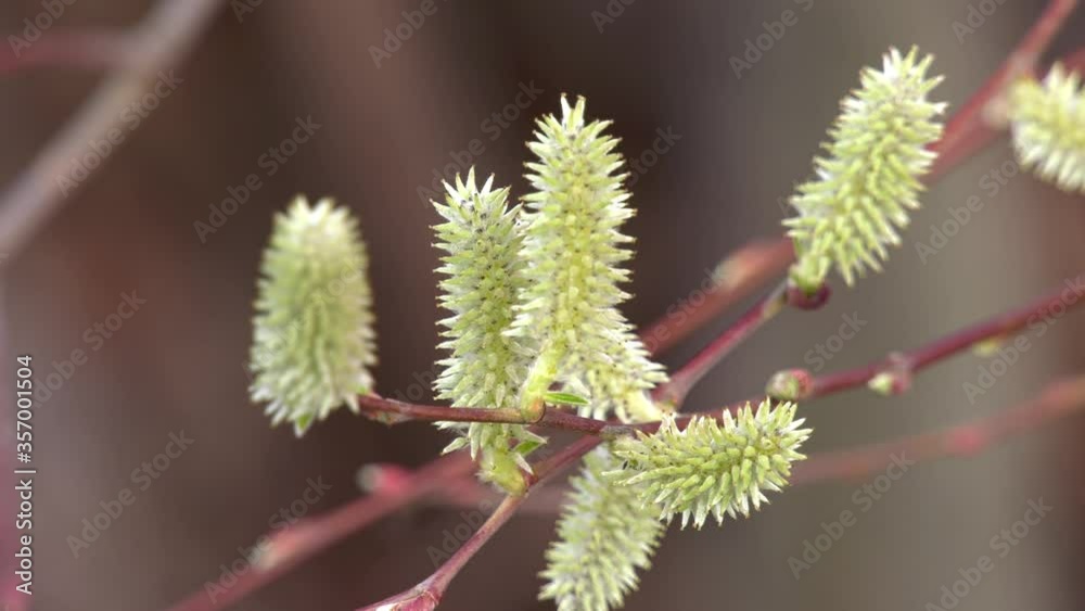 The leaves are typically elongated, but may also be round to oval, frequently
with serrated edges. Willows with coriaceous leaves are rare, S. australior in the eastern Mediterranean. The leaves are typically elongated, but may also be round to oval, frequently
with serrated edges. Willows with coriaceous leaves are rare, S. australior in the eastern Mediterranean.
