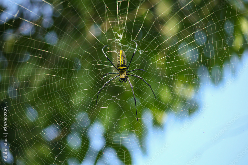 Naklejka premium Macro close up detail of Nephilinae spider web, colorful vivid of white yellow orange red grey and black color with nature background. Spider sitting on web