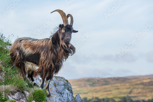 Fototapeta Wild Goat, Islay, Inner Hebrides, West Coast of Scotland
