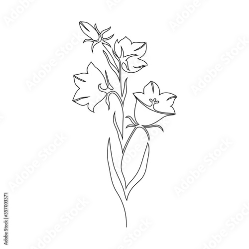 Blue bell flower on white