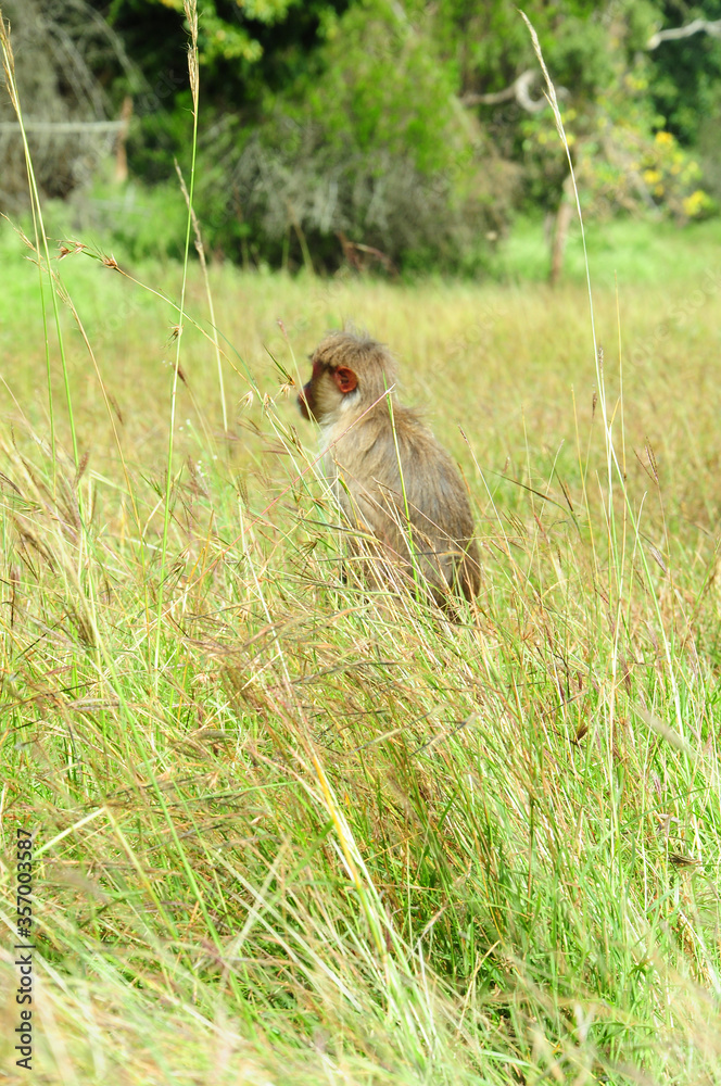 Naklejka premium Rhesus Macaque Monkeys in forest