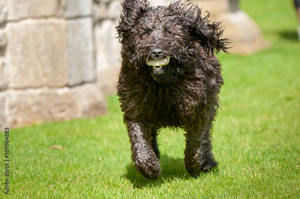 Black labradoodle dog making eye contact while running with a ball in its mouth Black labradoodle dog making eye contact while running with a ball in its mouth