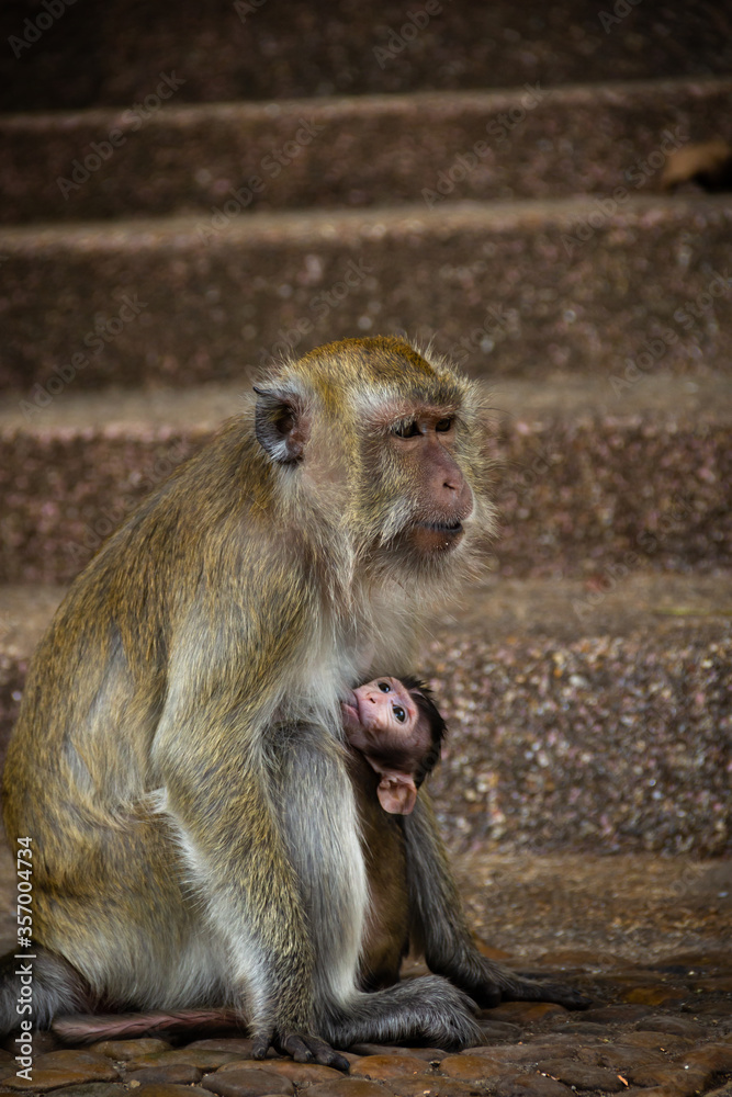 Mono amamantando a su hijo cerca de la Cueva del Tigre
