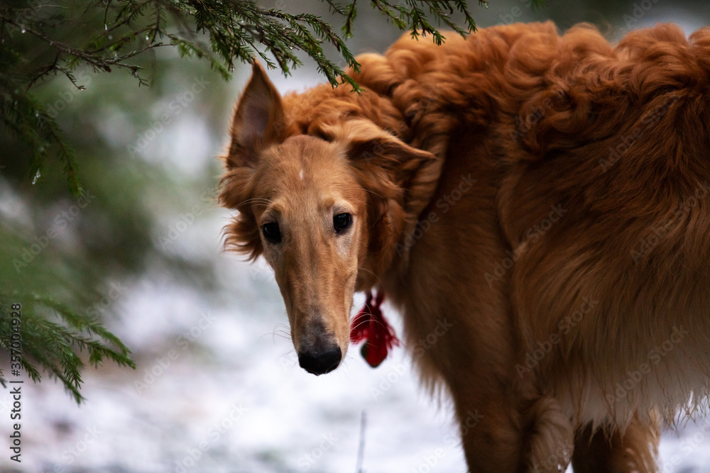 Obraz premium Puppy borzoi walks outdoor at winter day