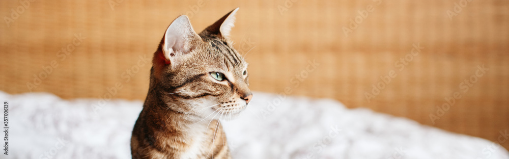 Beautiful pet cat sitting on bed in bedroom at home looking away. Relaxing fluffy hairy striped domestic animal with green eyes. Adorable furry kitten feline friend. Banner header for a website.