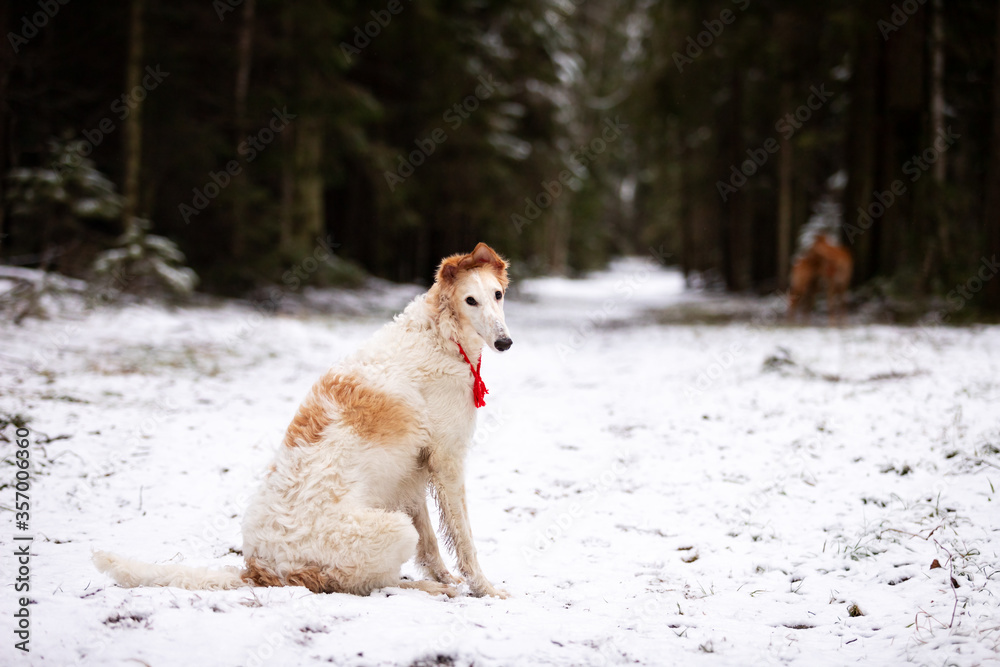 Puppy borzoi walks outdoor at winter day Puppy borzoi walks outdoor at winter day