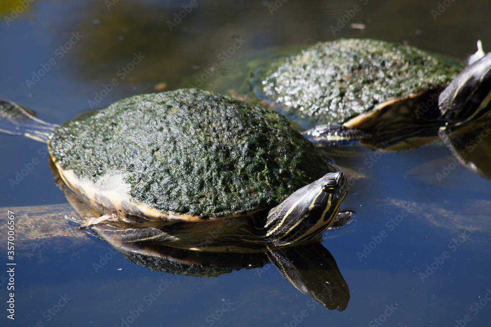 Turtle outdoors in the sunshine Turtle outdoors in the sunshine