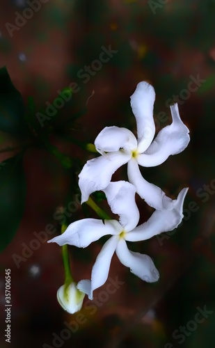 A Glowing crepe  jasmine flower photo