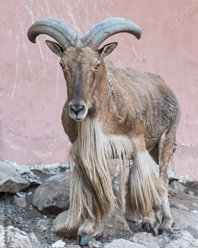 Barbary sheep head (Ammotragus lervia) Isolated on background. photo