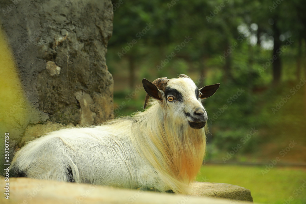 Obraz premium Goat breeding farm. Portrait of white and black goat.White domestick goat