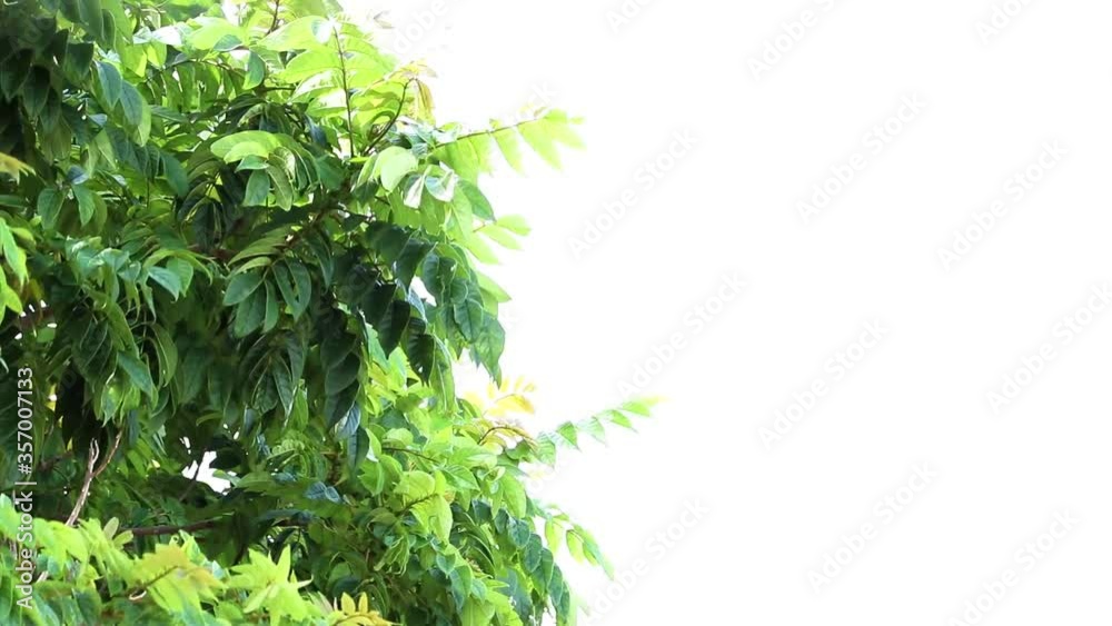 Copa de uma árvore com céu branco