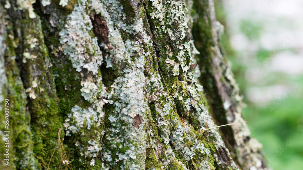 Obraz premium moss on tree