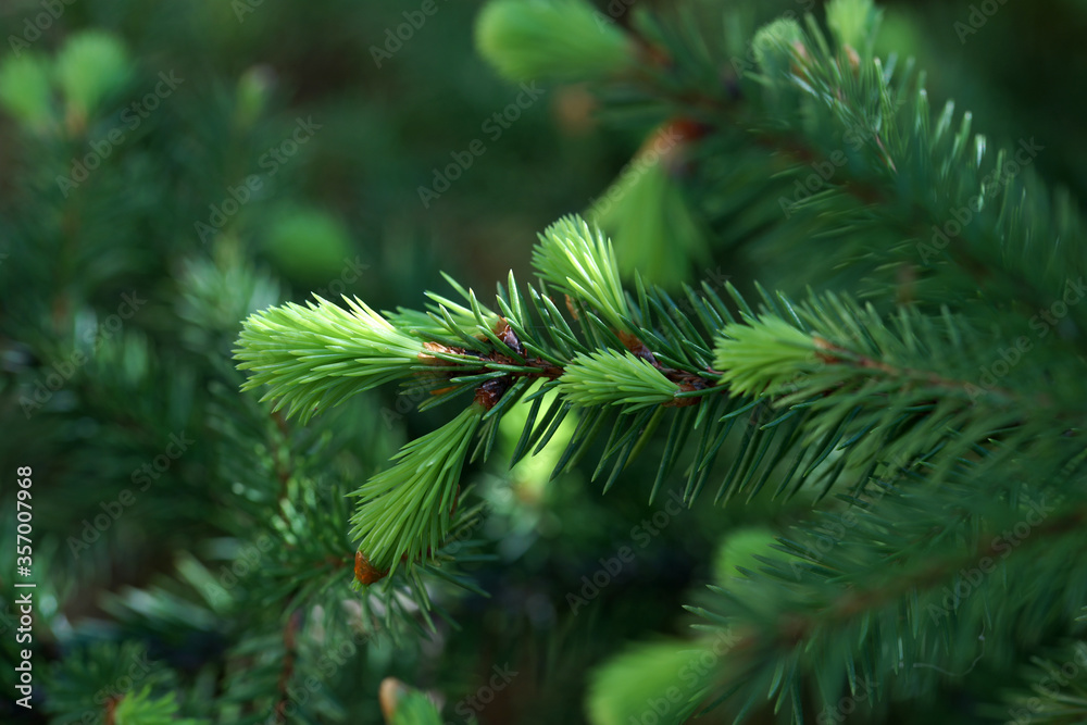 Young sprouts on green needles in the summer