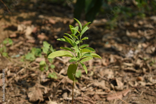 Santalum Album Sandalwood Chandan New Young Plant Seedling Growing from Soil Selectively focused Blurred Background
