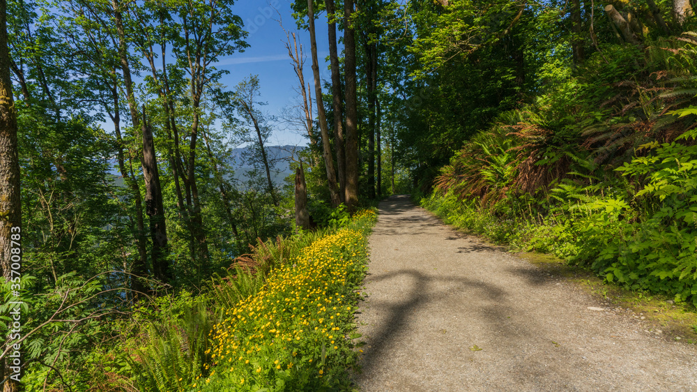 wild flowers bordering hiking trail at Burnaby Mountain