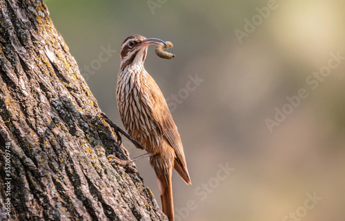 Bilde på lerret Primer plano de un hermoso pájaro trepador posado en el tronco de un árbol, con un gusano en el pico