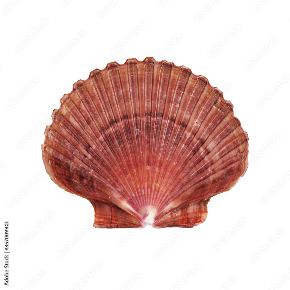 Atlantic Deep Sea Scallop shell on white with clipping path