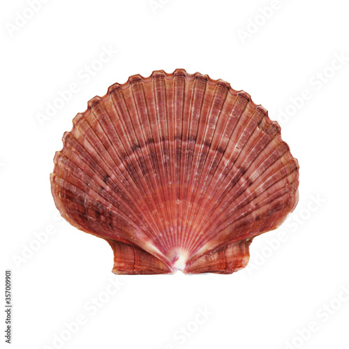 Atlantic Deep Sea Scallop shell on white with clipping path