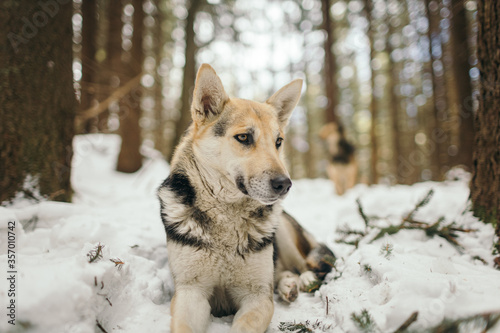 A dog sitting in the snow © Дмитро Григорчак