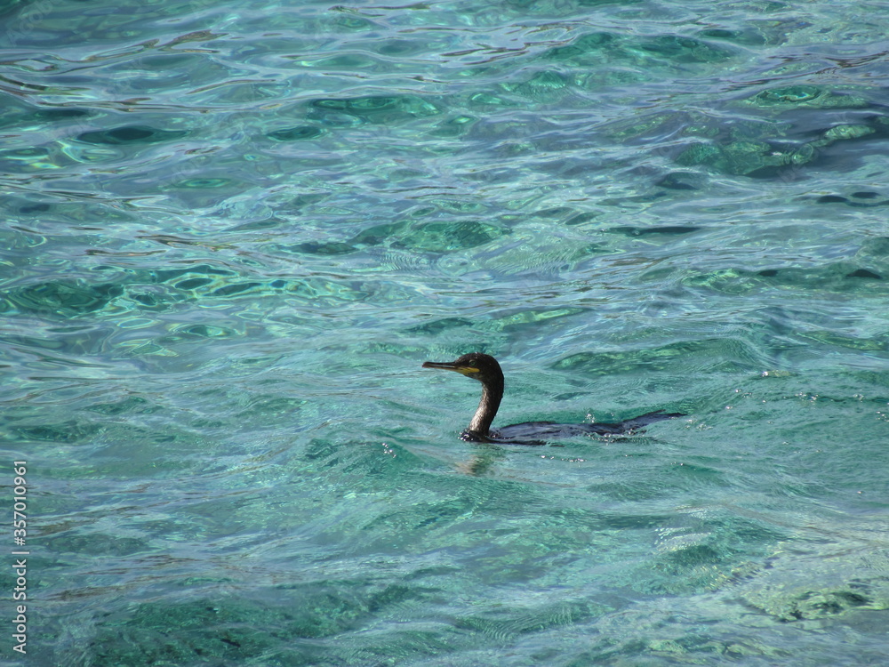 Obraz premium bird dive