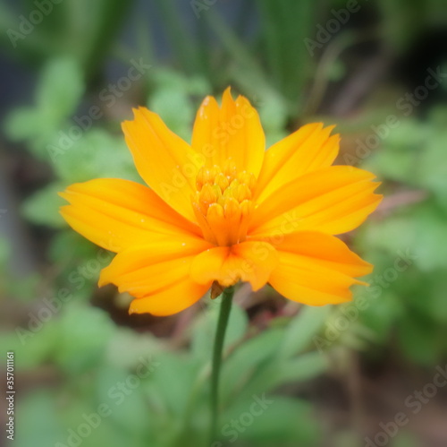 Sulfur cosmos native to America declared invasive attract birds and butterflies