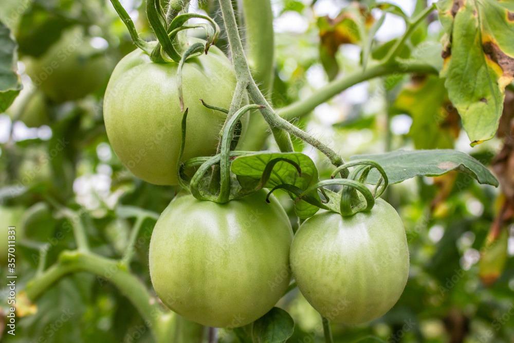 Green unripe tomatoes ripen in the organic garden Green unripe tomatoes ripen in the organic garden