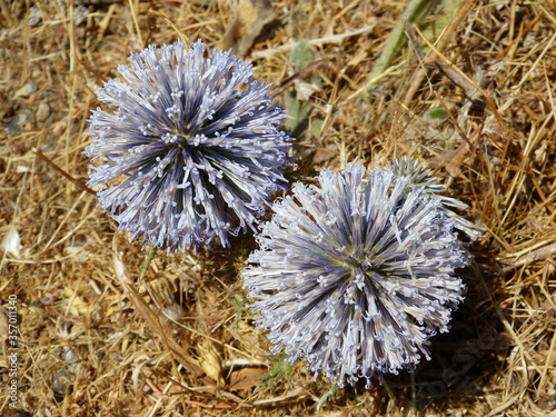 Echinops-Grassy meadow honey plant. 