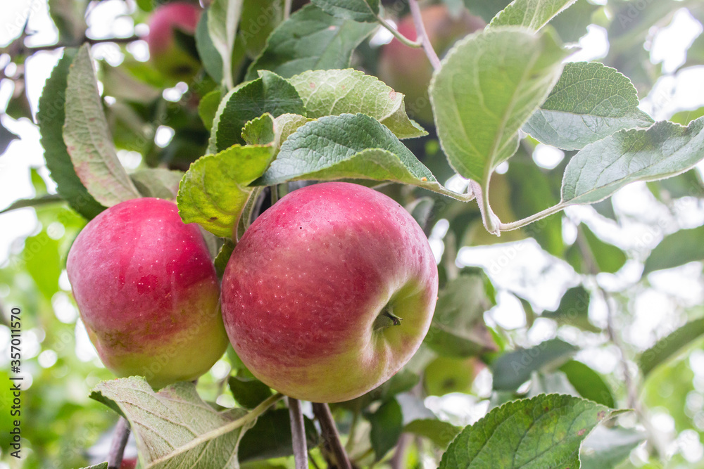 Fresh red juicy apples in organic garden Fresh red juicy apples in organic garden