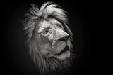Portrait of a beautiful lion with eyes closed , on the black background . King of animals