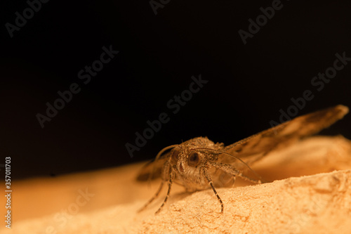 moth fly close up ohoto photo