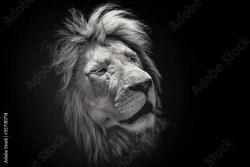 Portrait of a beautiful lion with eyes closed   on the black background . King of animals