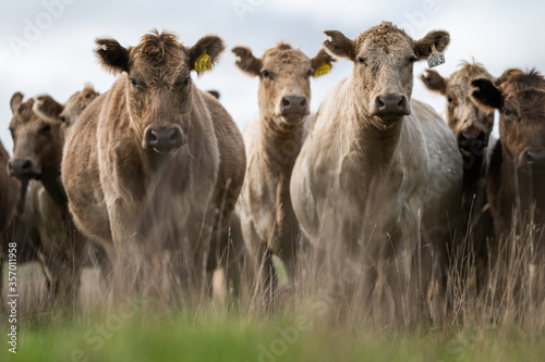 cows grazing on pasture. photo