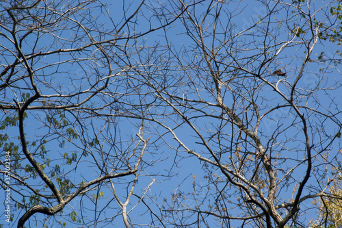 Abstract tree limbs against the sky