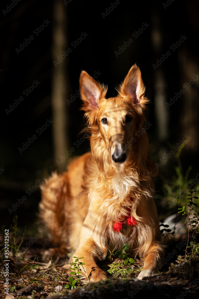 Naklejka premium Puppy borzoi walks outdoor at spring day