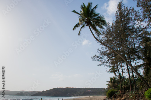 Coconut tree at Velneshwar beach in Maharashtra state of India photo