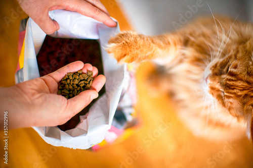 Papier peint Woman and cat takes cat food from big pack indoors.