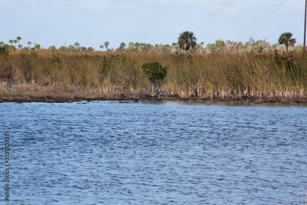 Everglade Swamp in Florida Everglade Swamp in Florida