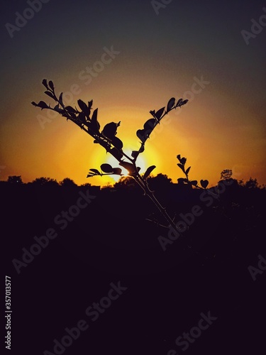 silhouette of a tree in the sunset