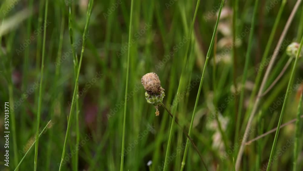 the insect on a blade of grass contemplating the infinite green of nature the insect on a blade of grass contemplating the infinite green of nature