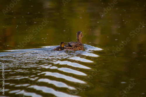 duck family swims in the city pond on a warm summer evening