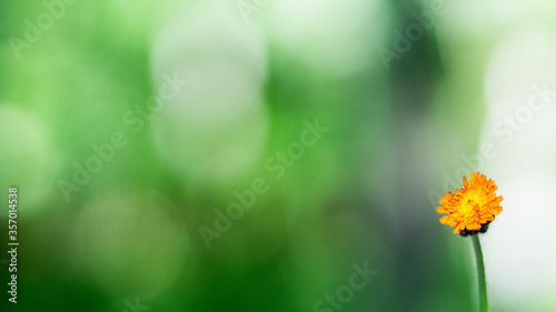 yellow flower on green background