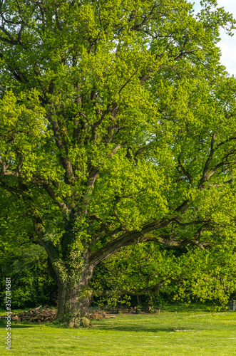 old big oak in the park
