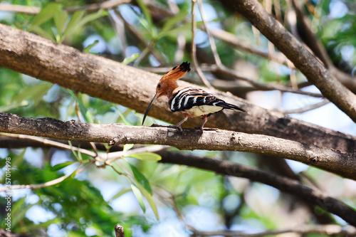 Magpie on a branch
